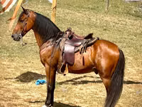 Hengst, Tennessee Walking Horse — Foto 3