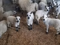 كبش, Cerry Hill sheep — الصورة 2