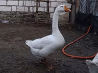 Geese — 照片 3