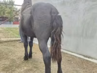 公马, Horses — 照片 3