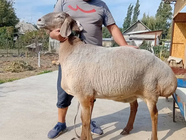 Sheep, Arashan sheep