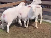 كبش, Dorper sheep — الصورة 2