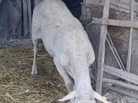 Bélier, Assaf sheep — photo 1