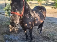 Jument, Chevaux — photo 2
