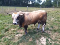 公牛, Aubrac cattle — 照片 1