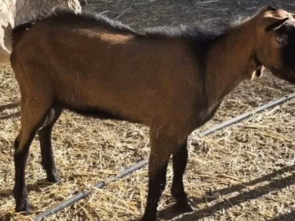 Cabro, Alpine goat