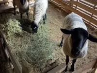كبش, White Suffolk sheep — الصورة 2