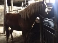 Chevaux (lot, sexe non indiqué), Russian Don — photo 4