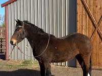 Cheval, Mustang — photo 2
