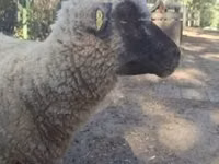 Widder, Shroshire sheep — Foto 6