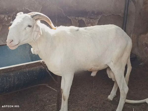 Bélier, Touabire sheep — Sénégal
