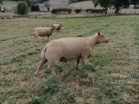 Widder, Charollais sheep — Foto 1