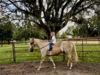 Hengst, Quarter Horse — Foto 8