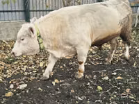 Bulle, Charolais cattle — Foto 5