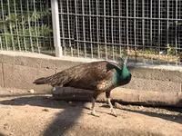Chickens — الصورة 1