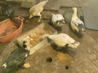 डोमेस्टिक मस्कोवी — फ़ोटो 3