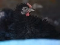 Pekin-Zwerg — Foto 5