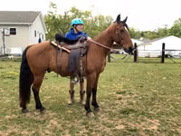 公马, Tennessee Walking Horse — 照片 3