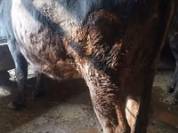 Vache, Race Alatauskaya — photo 2
