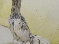 Chickens — Foto 1
