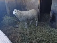 Ram, Ile-de-France sheep — photo 2