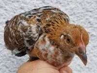 Chickens — 照片 5