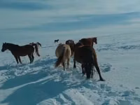 حصان, Kushum Horse — الصورة 1