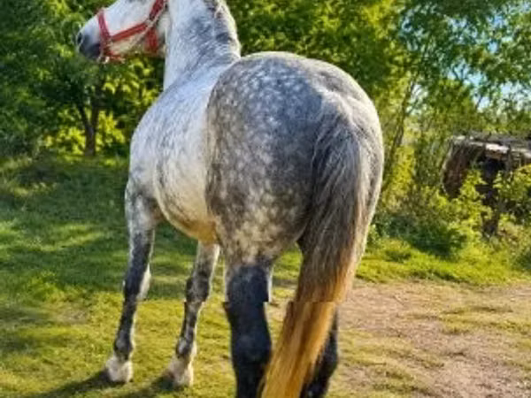Horse (M), Horses