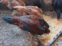 Chickens — फ़ोटो 1