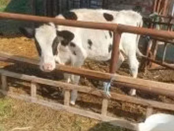 Vache, Simmental cattle