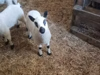 كبش, Cerry Hill sheep — الصورة 5