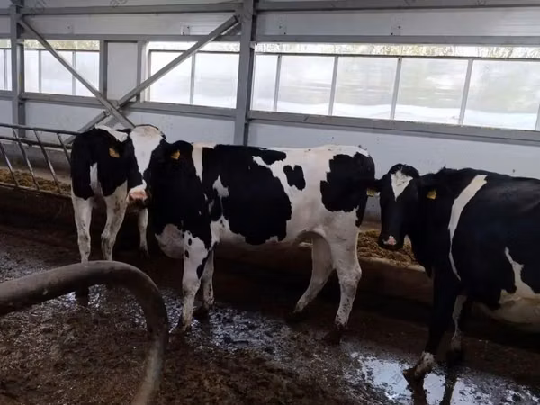 母牛, Holstein breed