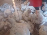 Chickens — फ़ोटो 1