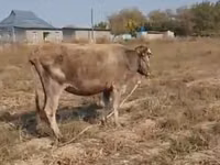 Kuh, Latvian Blue cattle — Foto 1