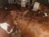 公牛, Cattle — 照片 5