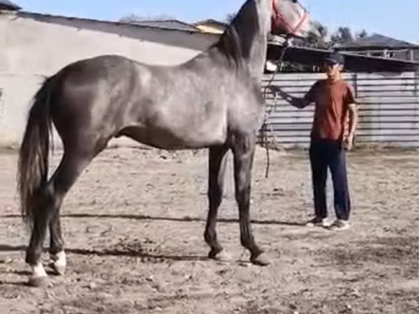 Cheval, Horse breed