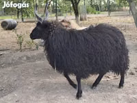 भेड़, Racka sheep — फ़ोटो 2