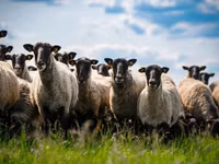 Carnero, Romanov sheep — foto 2