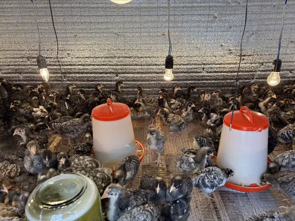 Chickens