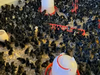 Australorp — Foto 4