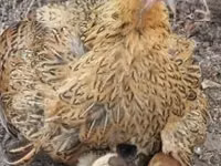 Chickens — 照片 8