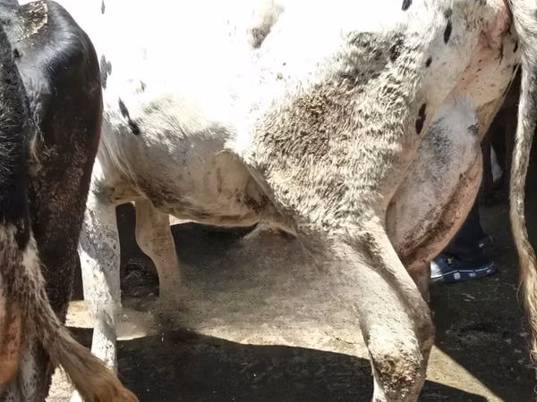 母牛, Cattle