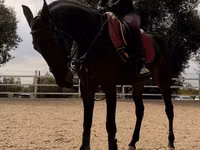 Mare, Friesian sport horse — photo 3