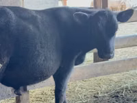 Toro, Aberdeen-Angus — foto 4