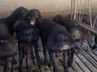 كبش, Bardhoka sheep — الصورة 2