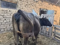 母牛, Swiss cattle — 照片 1