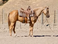 公马, Quarter Horse — 照片 4