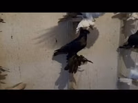 Ducks — الصورة 1