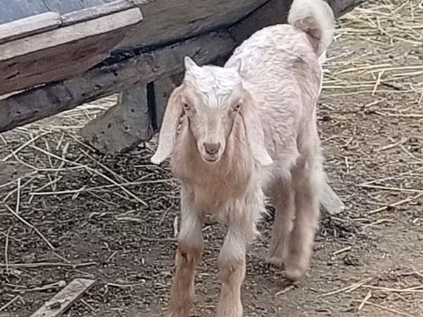 Boucs, Damask goat