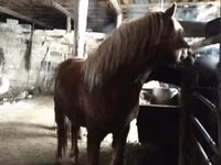 Chevaux (lot, sexe non indiqué), Russian Don — photo 5